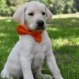 Labrador Retriever Puppies from 3M Labrador Retrievers, LLC