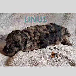 Linus - Merle male Goldendoodle puppy in Sterling, Connecticut from Justine’s Retrievers and Doodles