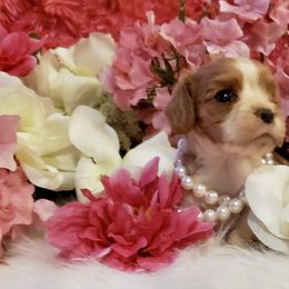 Cavalier King Charles Spaniel Puppies from Sunset Valley Cavaliers