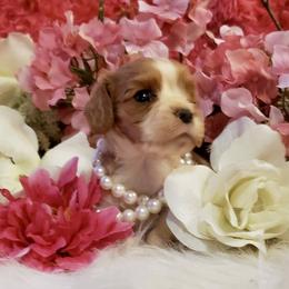 Cavalier King Charles Spaniel Puppies from Sunset Valley Cavaliers
