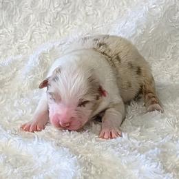 Baz - Red merle male Australian Shepherd puppy in Falcon, Missouri from Edge Farm LLC