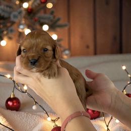 Cowboy - Ruby male Cavalier King Charles Spaniel puppy in Gonzales, Texas from Veach Cavaliers & Farm
