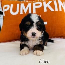 Athena - Tri-color female Bernedoodle puppy in Auburn, Indiana from Martin’s Doodles