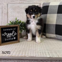 Nori - Black tri-color female Australian Shepherd puppy in Jonesborough, Tennessee from Lotus Australian Shepherds