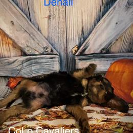 Cavalier King Charles Spaniel Puppies from CoLo Cavaliers