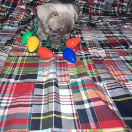 Girl 1 - Blue female French Bulldog puppy in Kansas City, Missouri from Kingdom Cubz Kennel