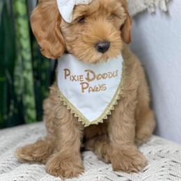 Australian Labradoodle Puppies from Pixie Doodle Paws