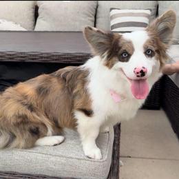 Daisy - Blue female Pembroke Welsh Corgi puppy in Goodyear, Arizona from AZ Royal Doxies llc