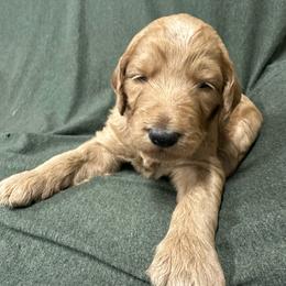 Attina - Red  female Goldendoodle puppy in Chino Valley, Arizona from Whiskey Row Royals