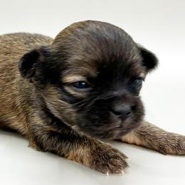 Joe - Black sabled fawn male Chihuahua puppy in Westport, New York from Chantilly chihuahuas