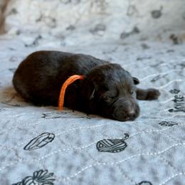 Orange - Black male German Shepherd puppy in Medical Lake, Washington from Nine Realms German Shepherds