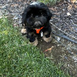 Shih Tzu Puppies from LaDawn’s Little Lions