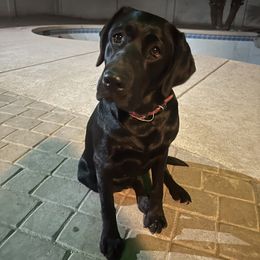 Labrador Retriever Puppies from Luvable AZ Labs