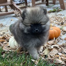 Mitzi's wolf sable male puppy - Wolf sable male Pomeranian puppy in Pocatello, Idaho from Avalon Pomeranians