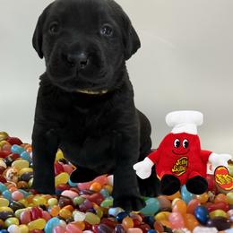 Top Banana - Black female Labrador Retriever puppy in Water Valley, Mississippi from Three Lakes Labs & WHDs