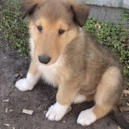 Chachi - Sable and white male Collie puppy in Yulee, Florida from Three Collie Farm