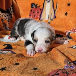 Hurricane - Blue merle female Border Collie puppy in Menasha, Wisconsin from Little Rose Retrievers
