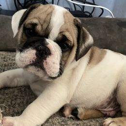 Bulldogs from Ashley's Bulldogs