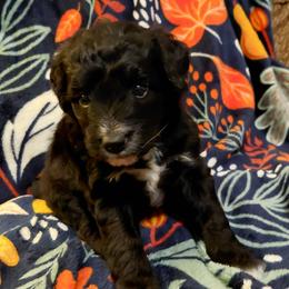 Roxy - Black female Goldendoodle puppy in Lewistown, Pennsylvania from Southern Star Goldendoodles