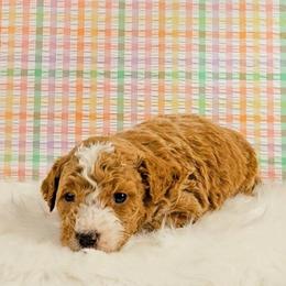 Kristoph - Tri-color male Bernedoodle puppy in Russell Springs, Kentucky from 270 Doodles