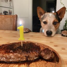Australian Cattle Dog All Grown Up from Grog Creek Kennel