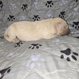 Girl 1 - Light golden female Golden Retriever puppy in Savannah, Georgia from Golden Point Retrievers
