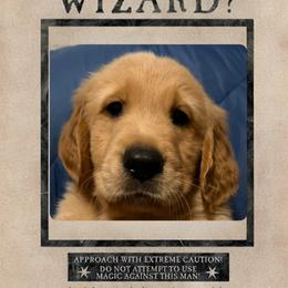 Hagrid - Dark golden male Golden Retriever puppy in Orange City, Florida from Sidekick Retrievers