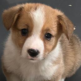 Susie - Sable female Pembroke Welsh Corgi puppy in Blair, Wisconsin from Sandy’s Pet Grooming and Boarding & AKC Corgis