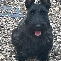 Golden Retrievers and Scottish Terriers from English Cream Goldens in Georgia