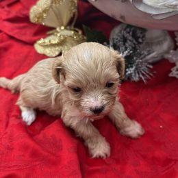 Shihpoo Puppies from House of Paws, LLC