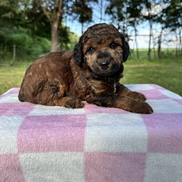 Girl 1 - Sable female Poodle puppy in Hillsboro, Illinois from Perfect Paws Puppies