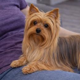 Yorkshire Terriers from Brenda's Yorkies