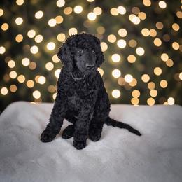 Riley - Black male Poodle puppy in Port Orange, Florida from Daytona’s Standard Poodles