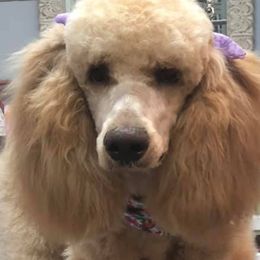 Poodles from OhMGee Poodles