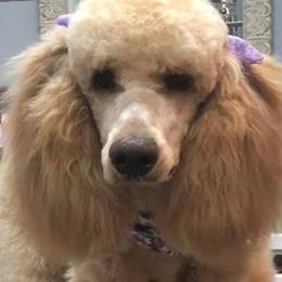 Poodles from OhMGee Poodles