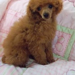 Poodle Puppies from Lowry Toy Poodles