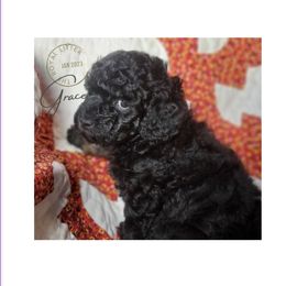Girl 4 - Phantom Poodle puppy in Heber City, Utah from Doodles-by-Delilah