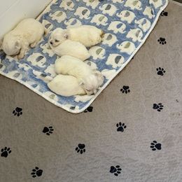 Maltese and Maltipoo Puppies from Julie Tremblay