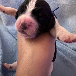 Blue collar black and white - Black and white male English Springer Spaniel puppy in Jamestown, Kentucky from Waterworks Springers