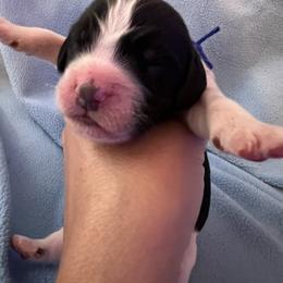 Blue collar black and white - Black and white male English Springer Spaniel puppy in Jamestown, Kentucky from Waterworks Springers