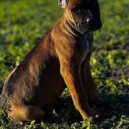 Girl 1 - Fawn female Cane Corso puppy in Sandia, Texas from OneTime Cane Corso
