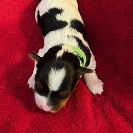 Biewer Terrier Puppies from Dawn McDonald