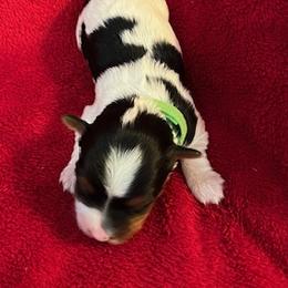 Biewer Terrier Puppies from Dawn McDonald