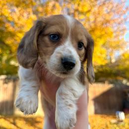 Blue Eye - Red Dapple Piebald - Dapple male Dachshund puppy in Colville, Washington from G&B Iron Mountain Dachshunds