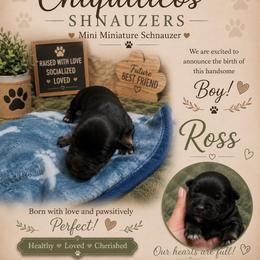 Ross - Black male Miniature Schnauzer puppy in Miami, Florida from Chiquiticos Shnauzers