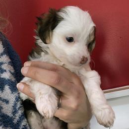 Jewel - White and chocolate female Chinese Crested puppy in Frederick, Maryland from Lovable Cresteds