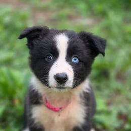 Cinch - Black & white female Australian Shepherd puppy in Keyser, West Virginia from Heartfelt Hollow Farm