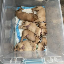 Labrador Retriever Puppies from Daisy Hill Farm