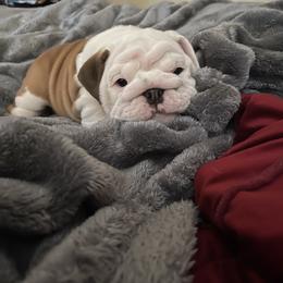 Bulldog Puppies from Semper Fi Bulldogs