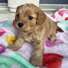 Coco - Red female Cavapoo puppy in Ocala, Florida from Clad Doodles